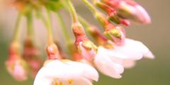 桜のアップ画像
